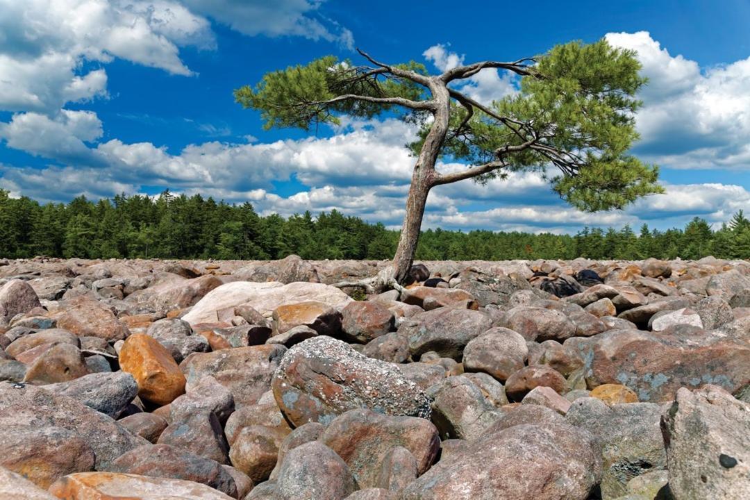 Whiskey Pines Retreat! Single Level Home, Outdoor Firepit, Ac, Bbq! Sleeps 9 In Lake Harmony! Екстер'єр фото